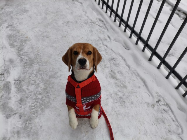 Собакочетверг
