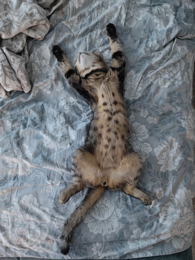 Кот в не вторника