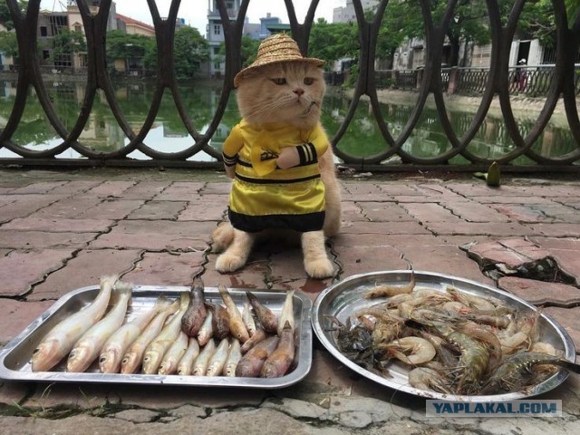 Вы рып показываете?!