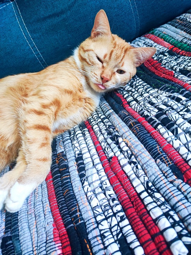Ура, котовторник!