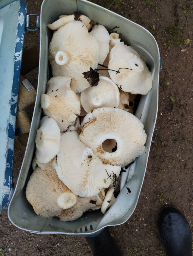 Грибы