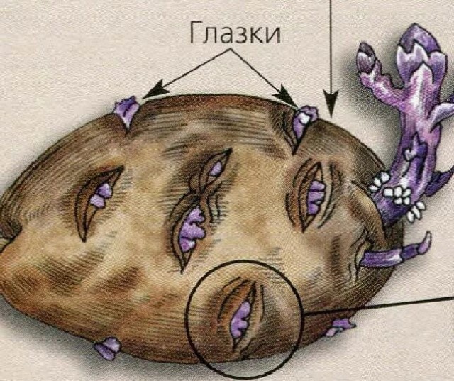 Как называют?
