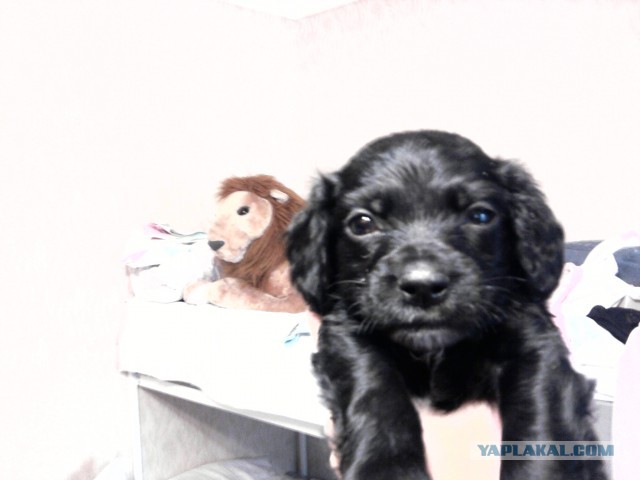 Мой собакен! Овчароид!