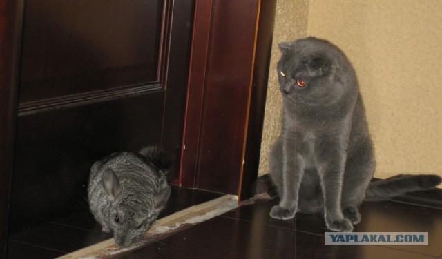 Котовторник 6.05.2014