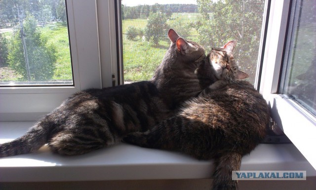 Котовторник 17.06.2014