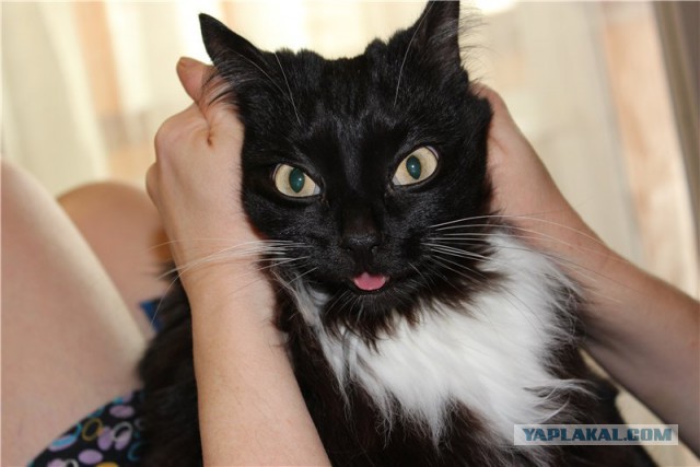 Котовторник 30.09.2014