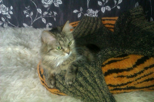 Котовторник 21.10.2014