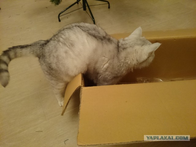 Котовторник