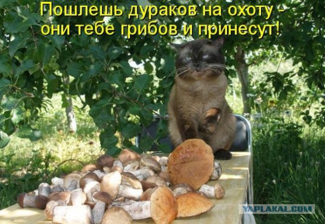 Любимая ГРИБОСРЕДА – опять нас радует всегда!
