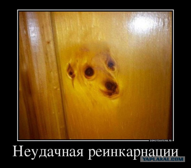 Подборка картинок из соцсетей