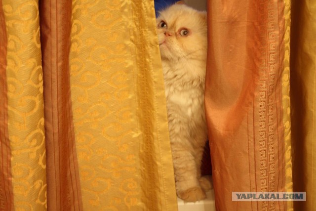 Котовторник 16.06.2015., Котовторник наступил!