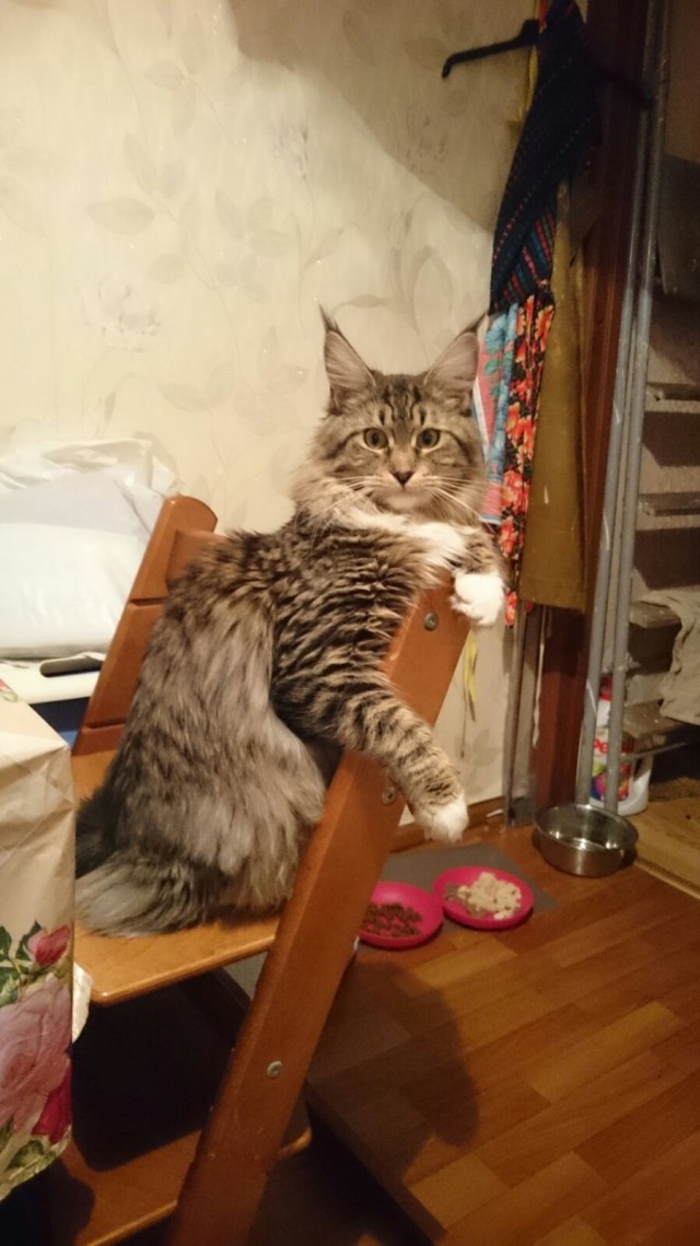Котовторник 25.08.2015