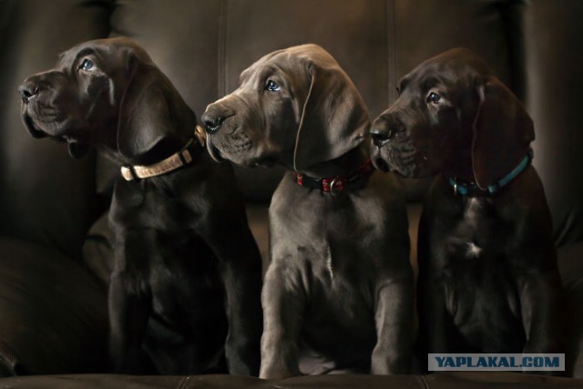 Собакочетверг