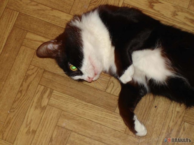 Коты, кошки, котята