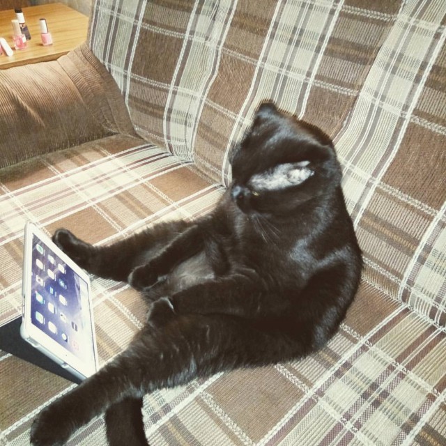 Кото-вторник 24 Мая 2016го :)