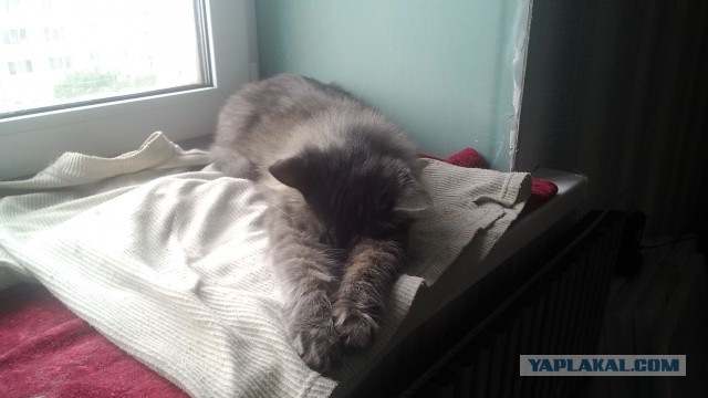 10 брутальных уличных котов