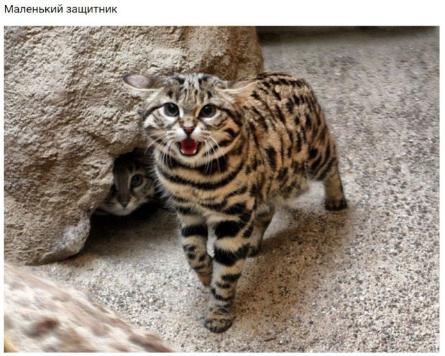 Коты из сети