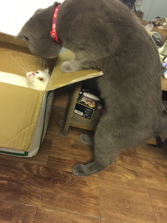 Коты из сети