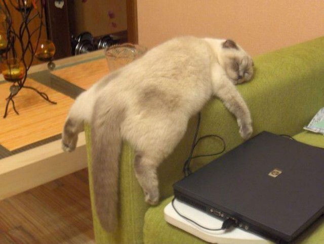 Коты и Кошки