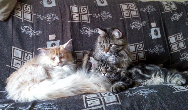 Котовторник  15.08.2017
