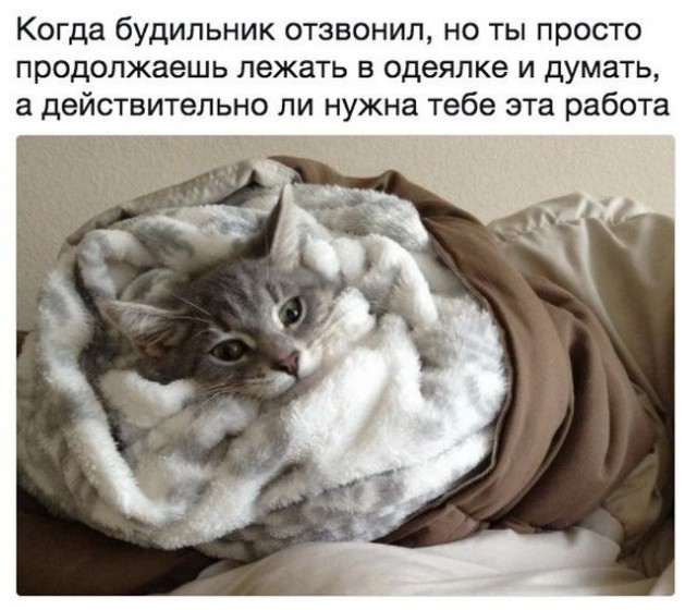 Коты и Кошки