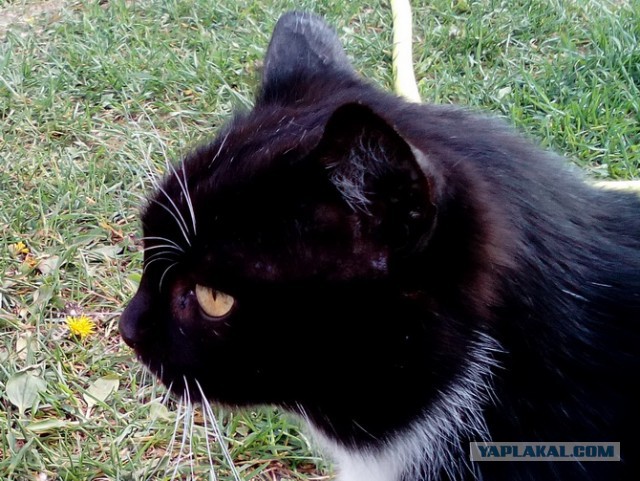 Котовторник 07.11.2017