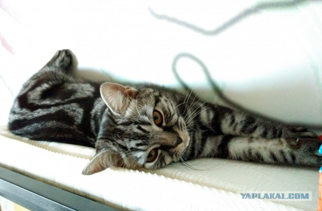 Котовторник 20.02.18