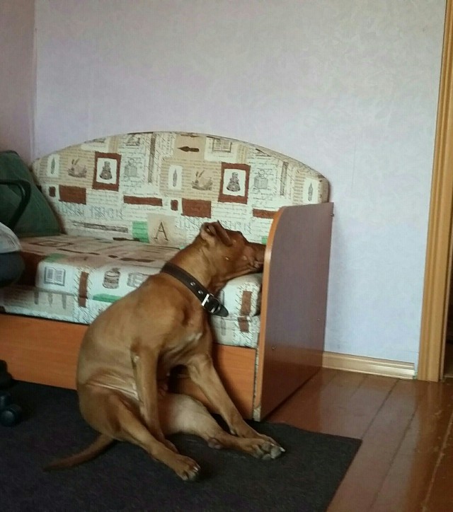 Живность из сети