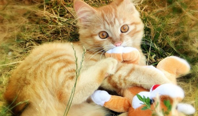 Кот без прикрас