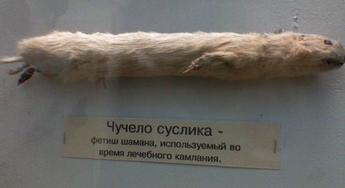 Вторая жизнь Суслика