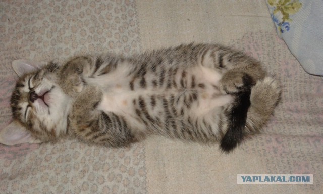 Котовторник 19.06.2018