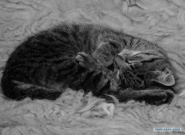 УРРААА ! Котовторник на ЯПлакалъ !