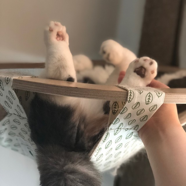 Прикольных котов пост