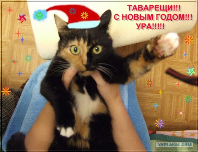 И снова во вторник - котовторник