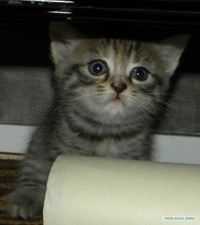 Первый КОТОВТОРНИК 2012