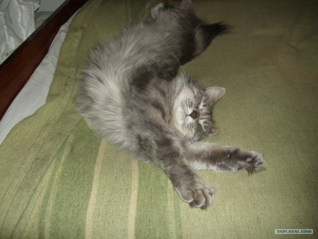 Котовторник 31.07.2012 г.