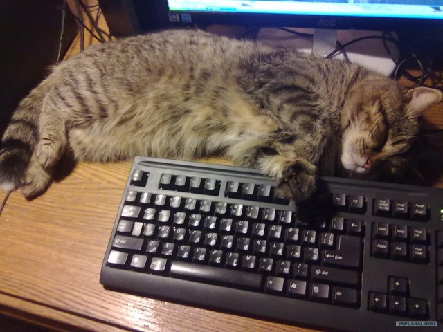 Котовторник ( 23.10. 2012. )