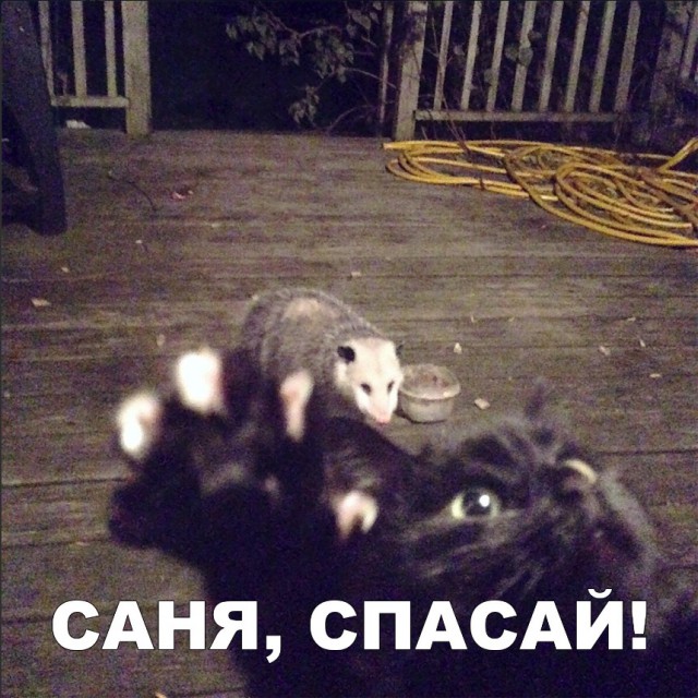 Забавные фото котеек