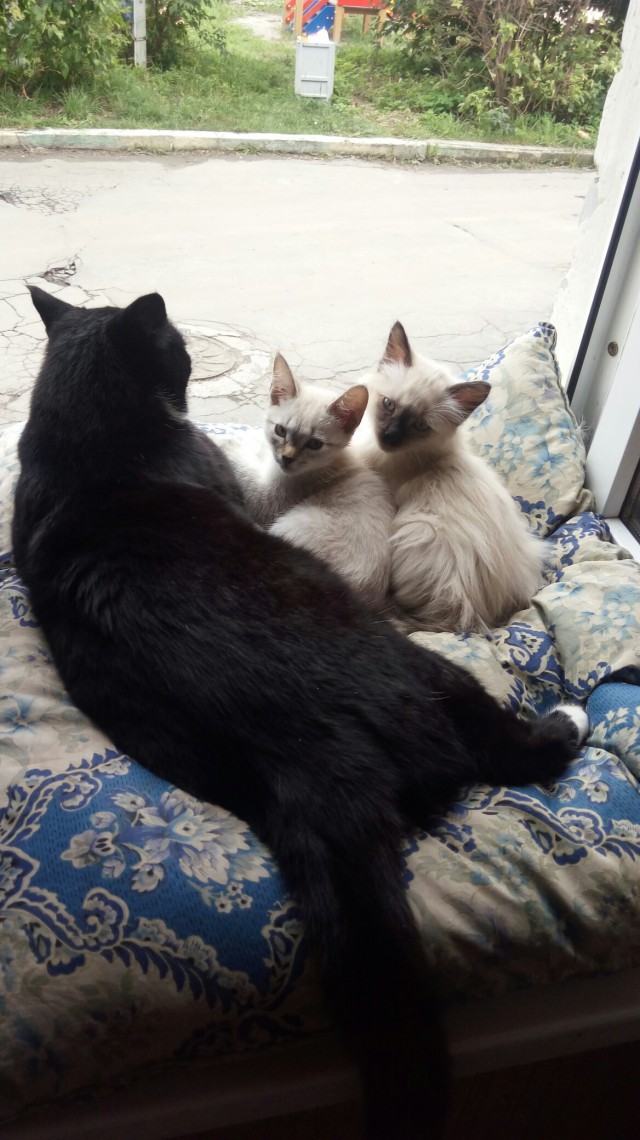 Забавные фото котеек