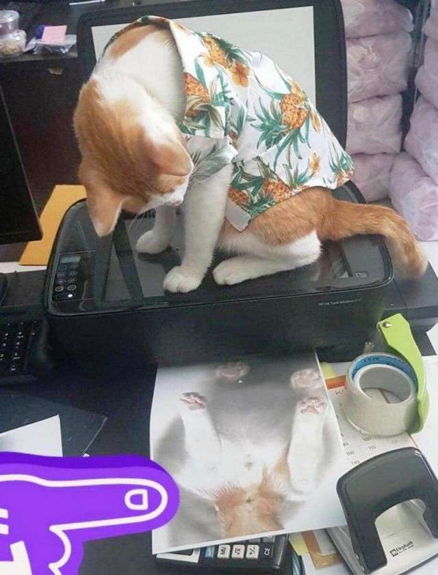 Забавные фото котеек