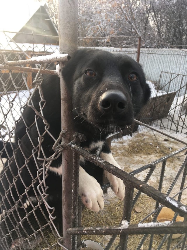 Живность из сети