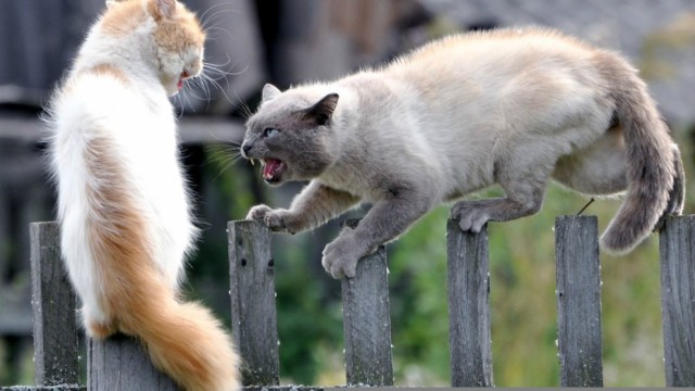 Забавные картинки с котами из сети