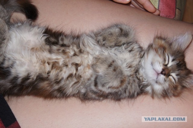 Что значит поза, в которой спит твоя кошка