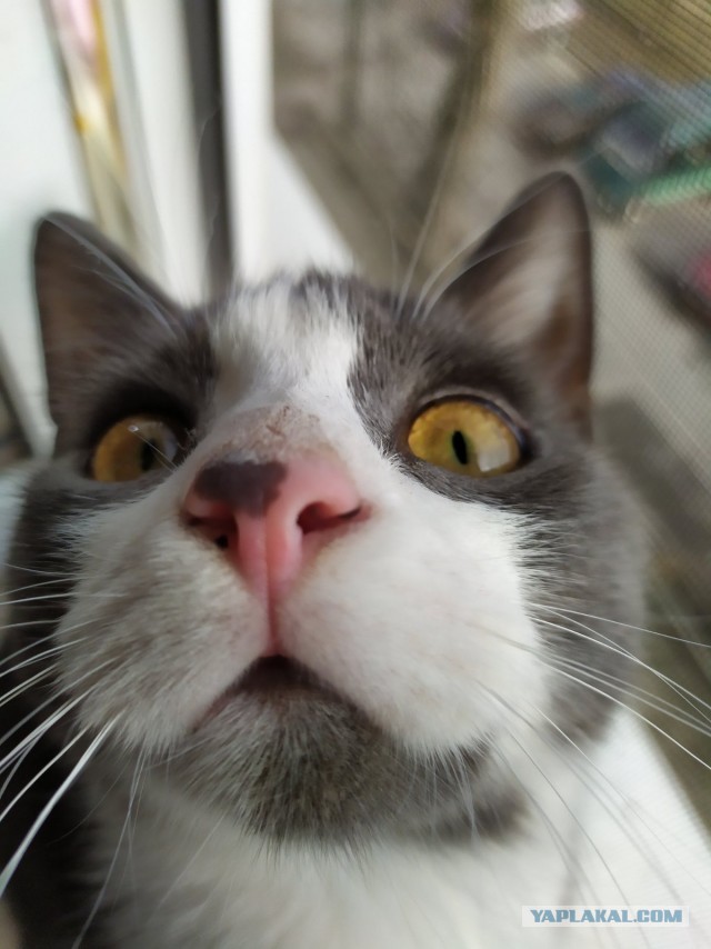Коты, которые нас порадовали!