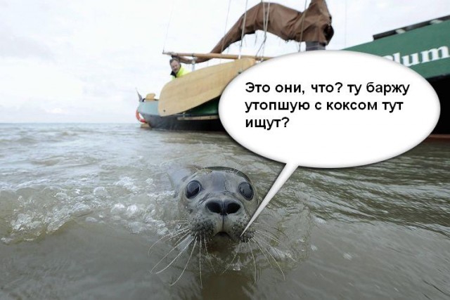 Фотожаба: Испуганый морской котик