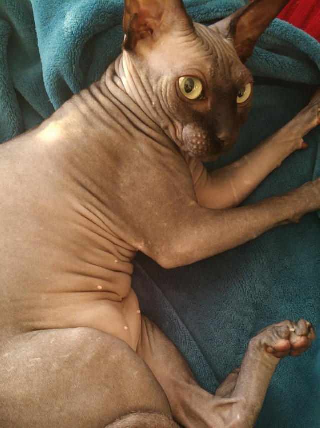 Маркиз