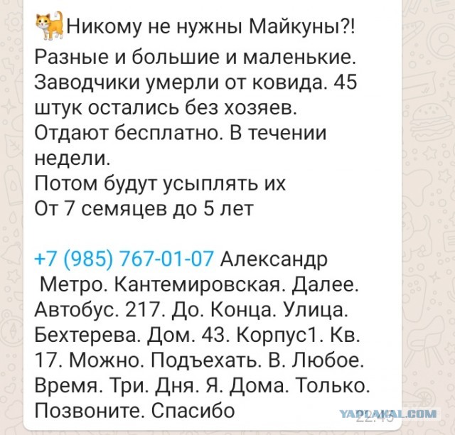 Мейн-куны и слабое сердце.