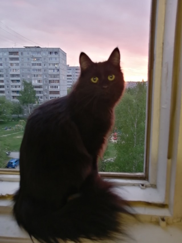 Котовторник. Добавляйте своих