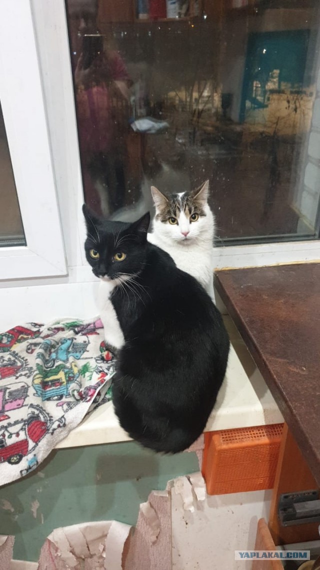 Вчера с женой решили кастрировать кота...