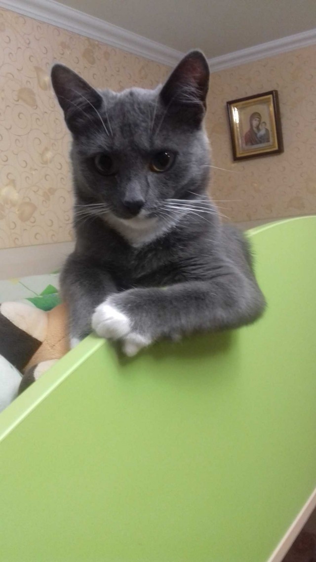 Подборка всякой живности
